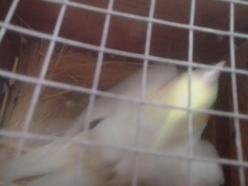 red eye pair 1 chick Nikal Aya h — photo 3