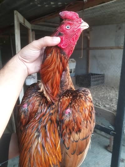 aseel pela male breeder and shamo available
