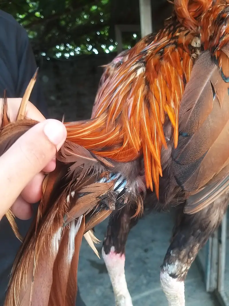 aseel pela male breeder and shamo available — photo 3