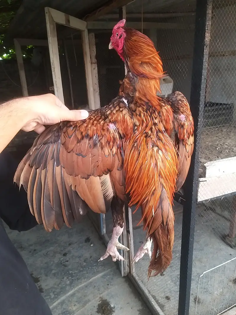 aseel pela male breeder and shamo available — photo 4