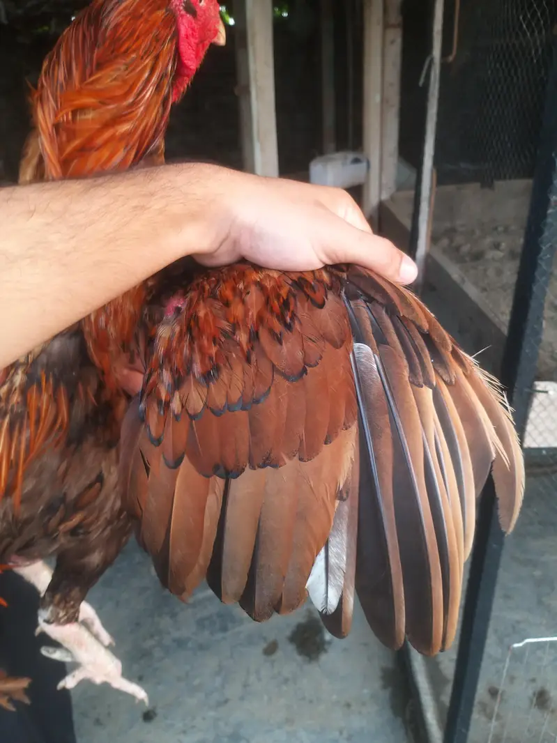 aseel pela male breeder and shamo available — photo 5