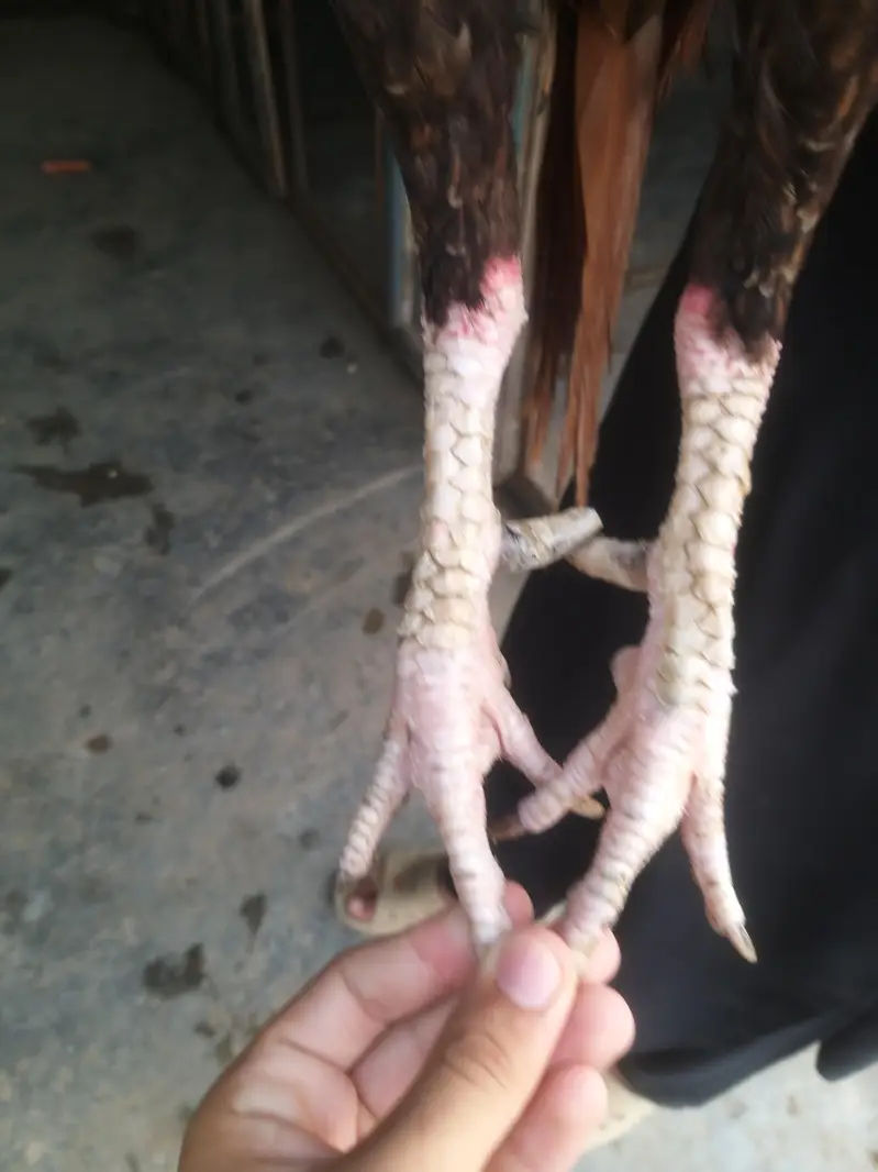 aseel pela male breeder and shamo available — photo 6