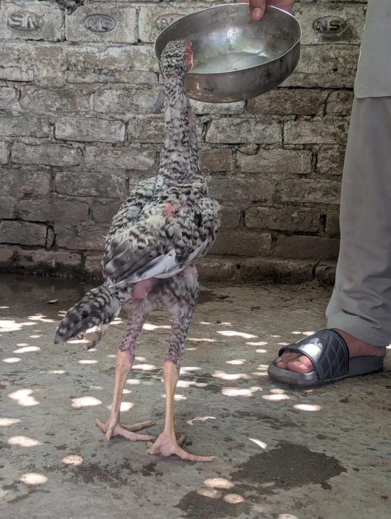 aseel pela male breeder and shamo available — photo 7
