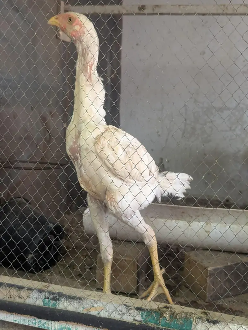 aseel pela male breeder and shamo available — photo 8