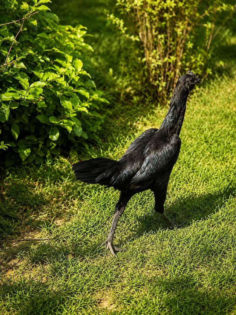 pure black dragon — photo 2