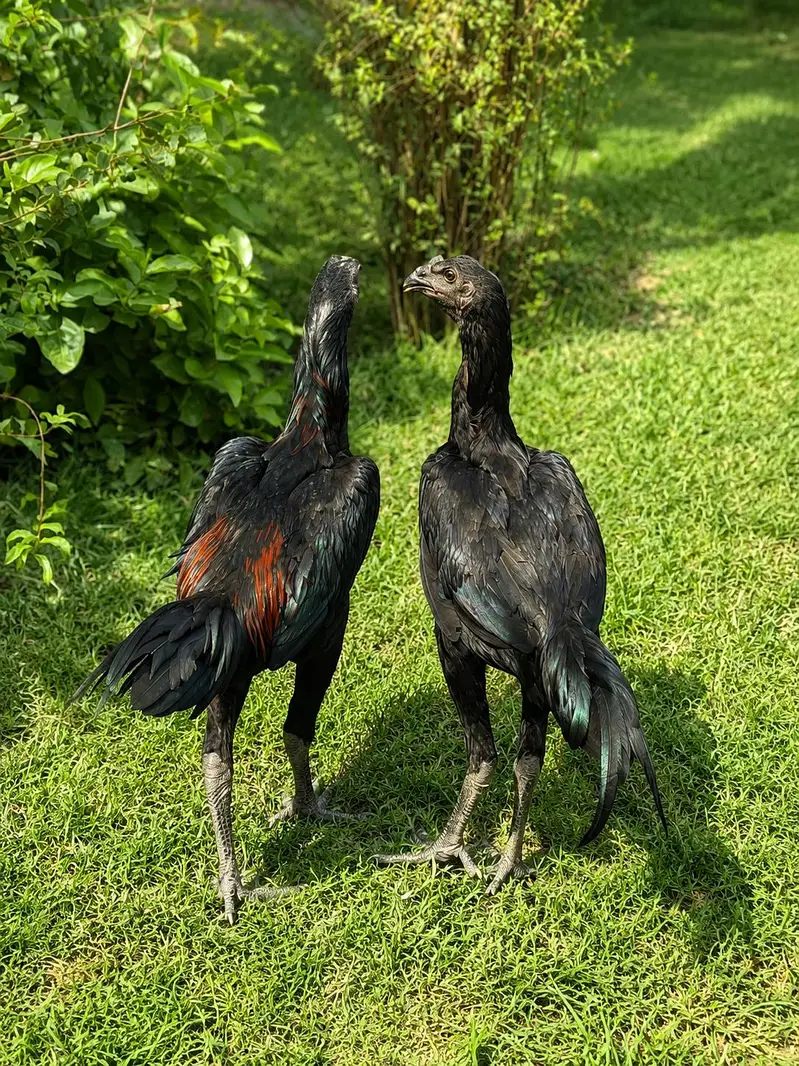 pure black dragon — photo 3