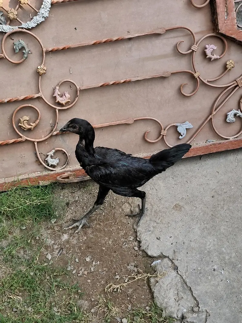 pure black dragon — photo 5