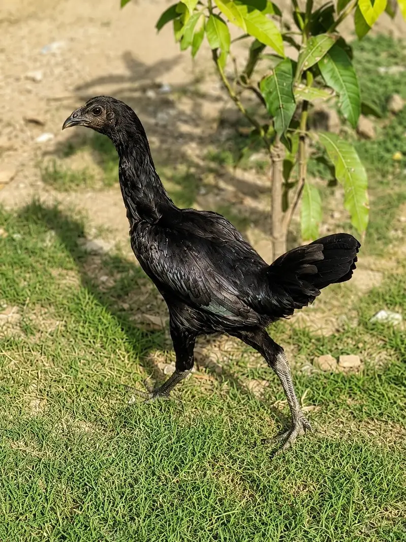 pure black dragon — photo 6
