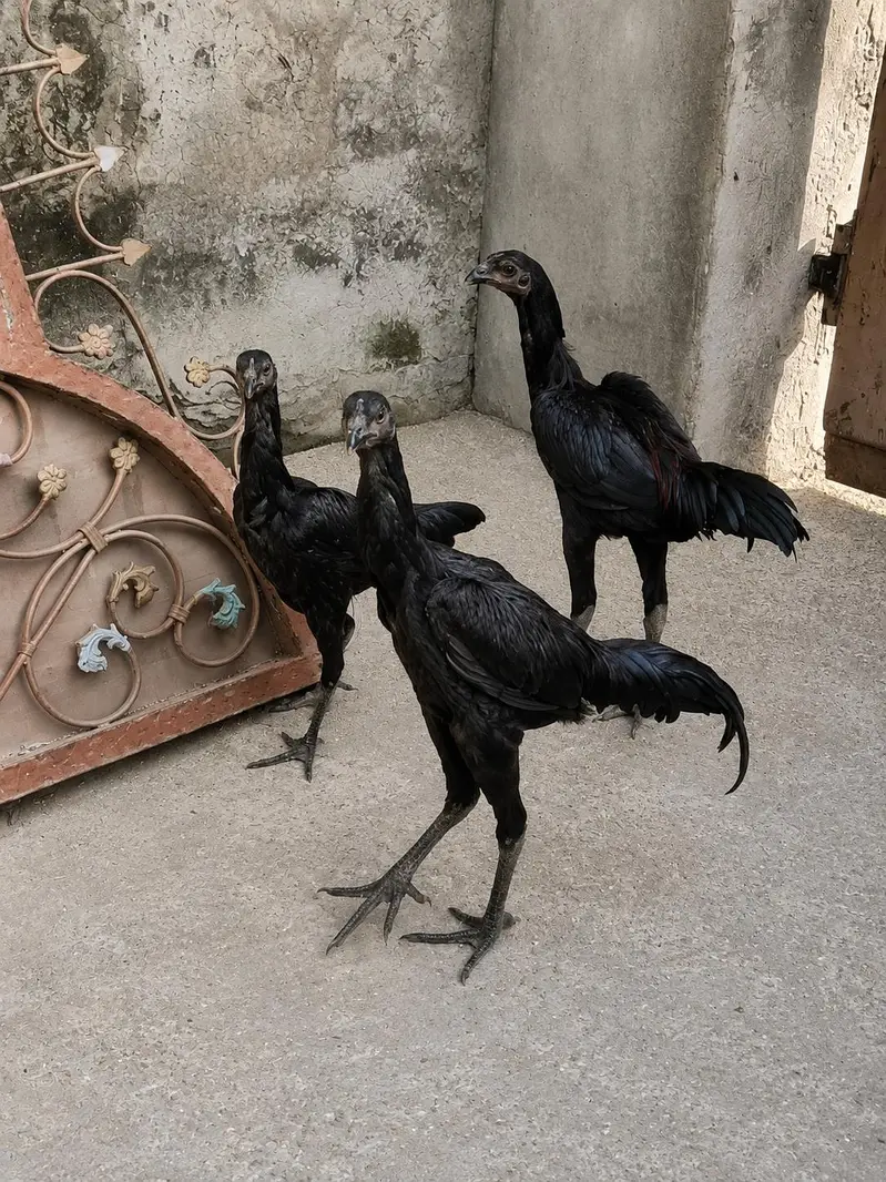 pure black dragon — photo 7