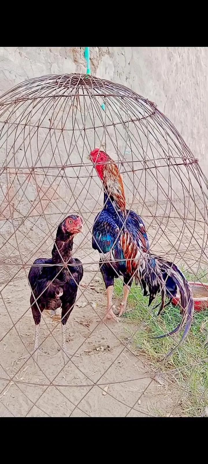 یہ ایک اچھا اصیل مرغا ہے اور یہ لاثانی k murgha ha — photo 3