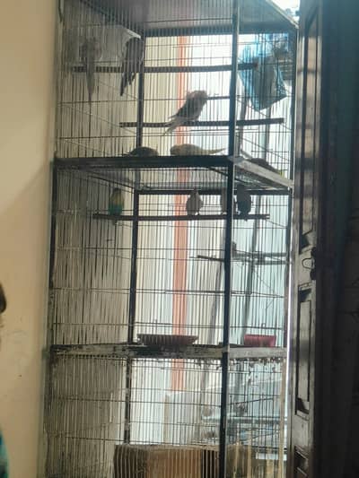 6 Cocktail and 4 love birds with cage