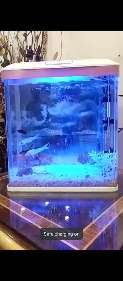 Warsi fish aquarium