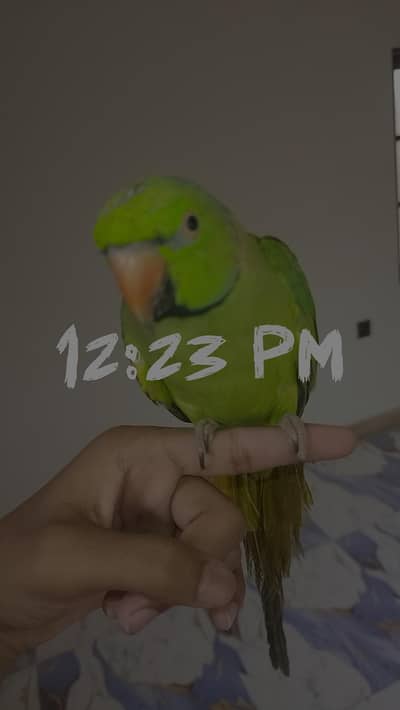 Full malai tame talking parrot.