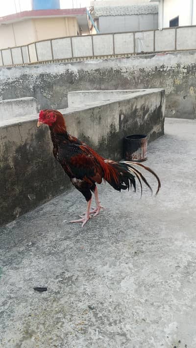Aseal murga