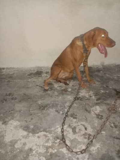 doberman female for sale age 7 month heat py aie h