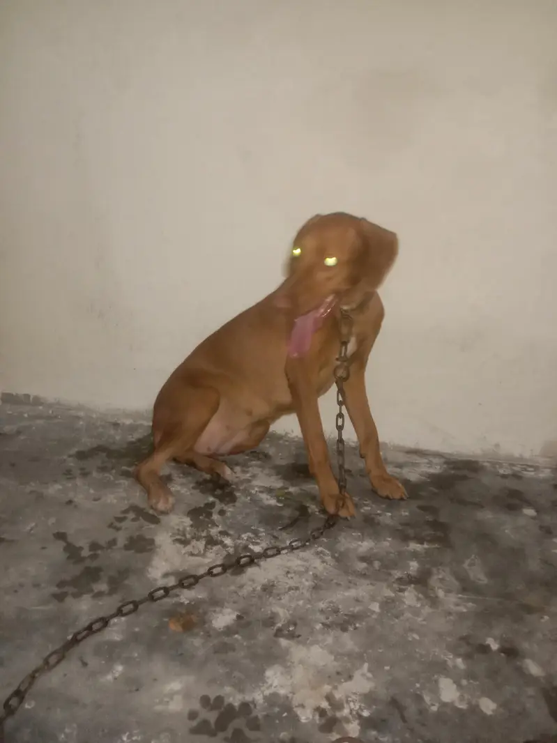 doberman female for sale age 7 month heat py aie h — photo 2