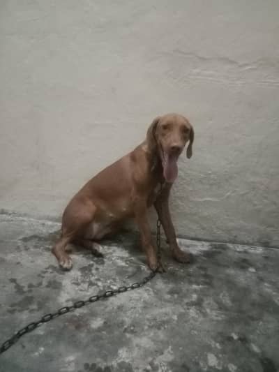 doberman female for sale age 7 month heat py aie h
