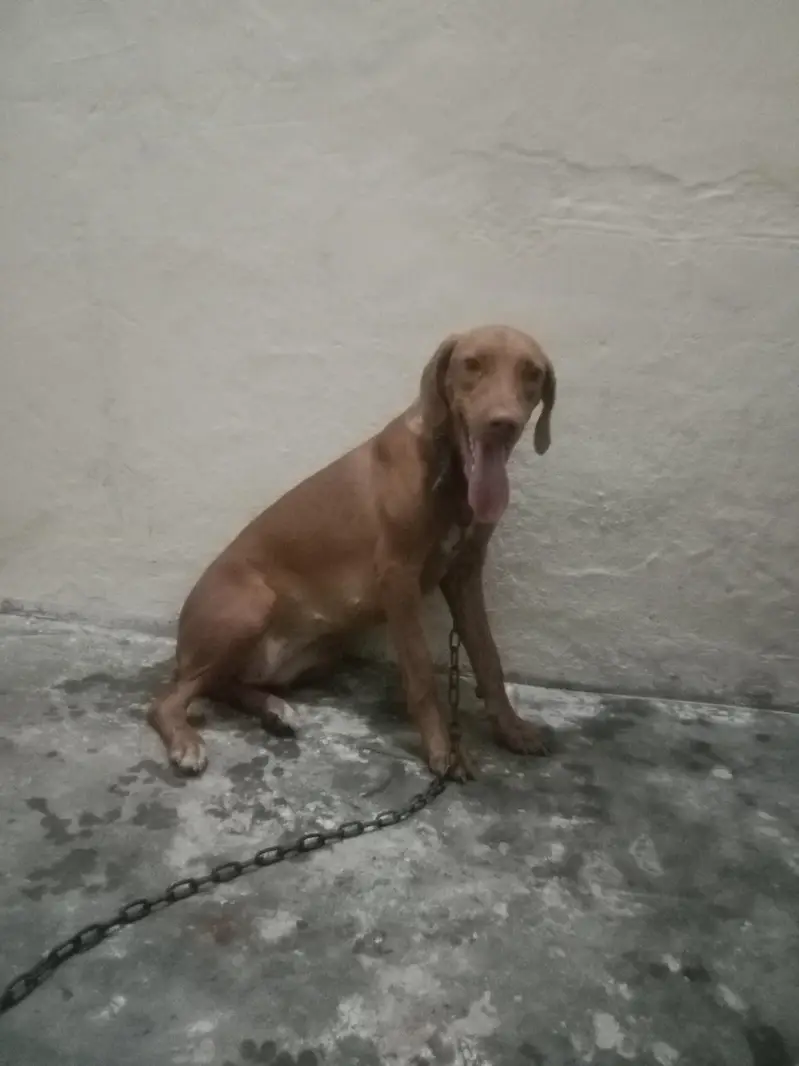 doberman female for sale age 7 month heat py aie h — photo 3