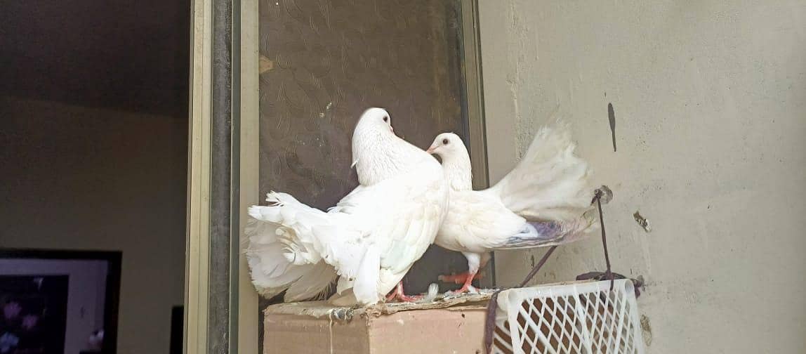 Fancy Pigeons pair 0