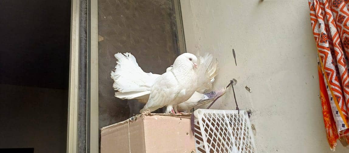 Fancy Pigeons pair 1