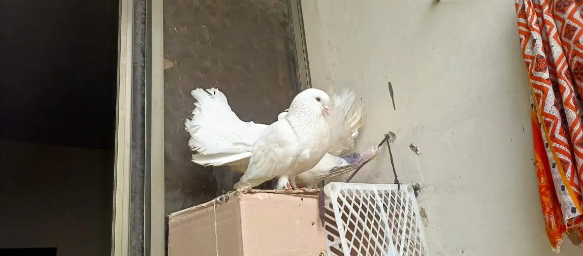 Fancy Pigeons pair — photo 2