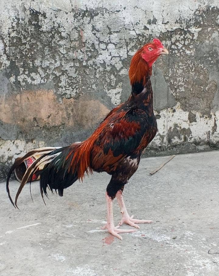 Aseal murga 1