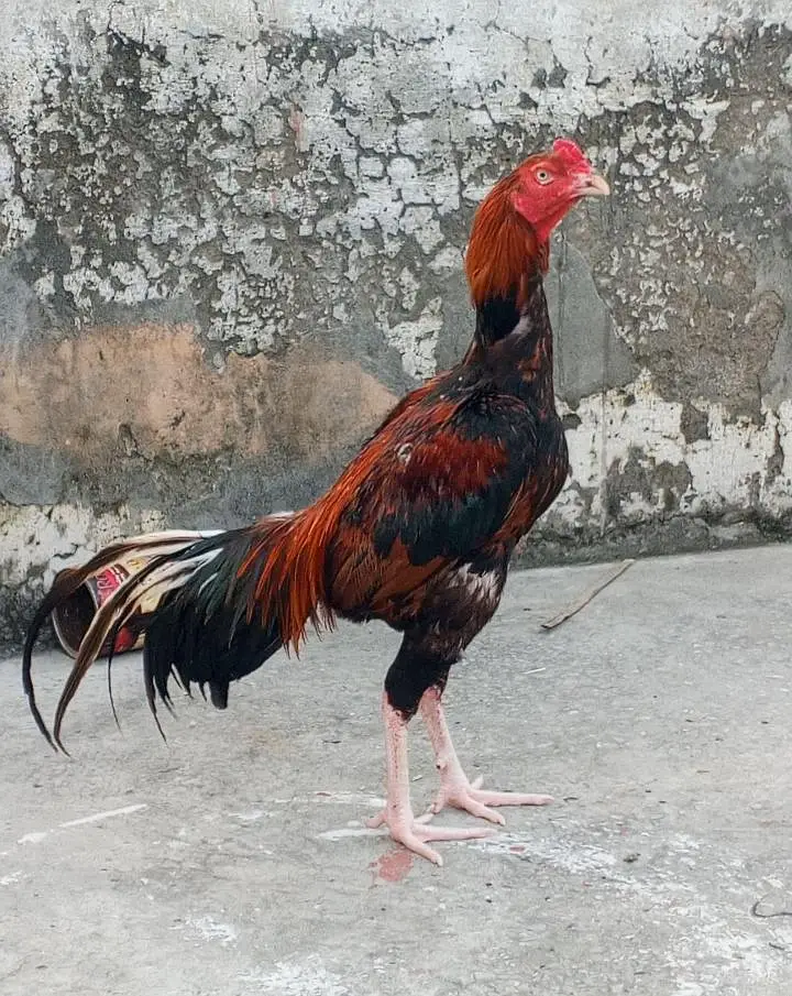 Aseal murga — photo 2