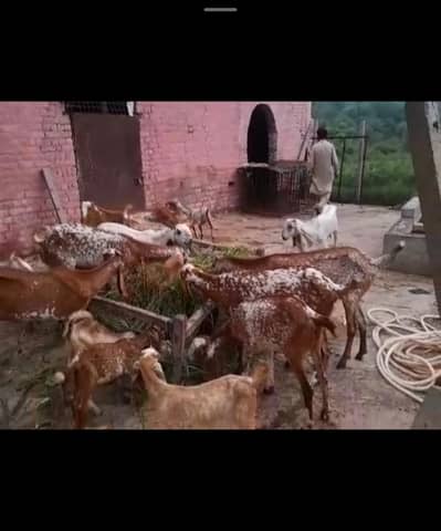 Goats for sale