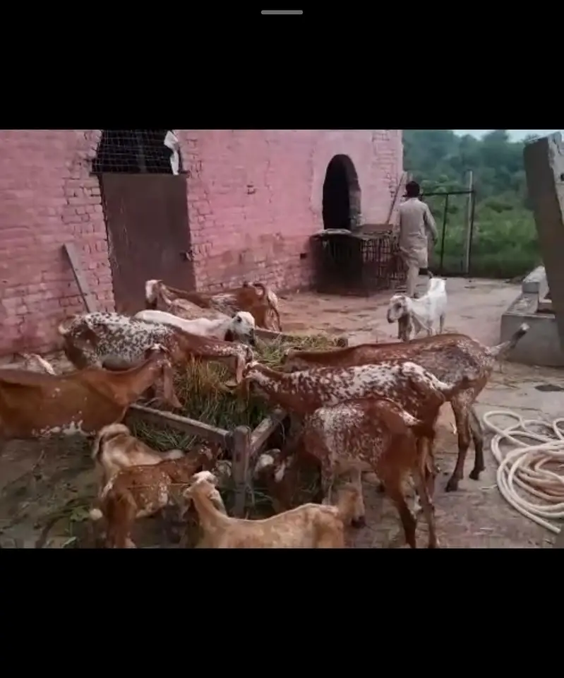Goats for sale — photo 2