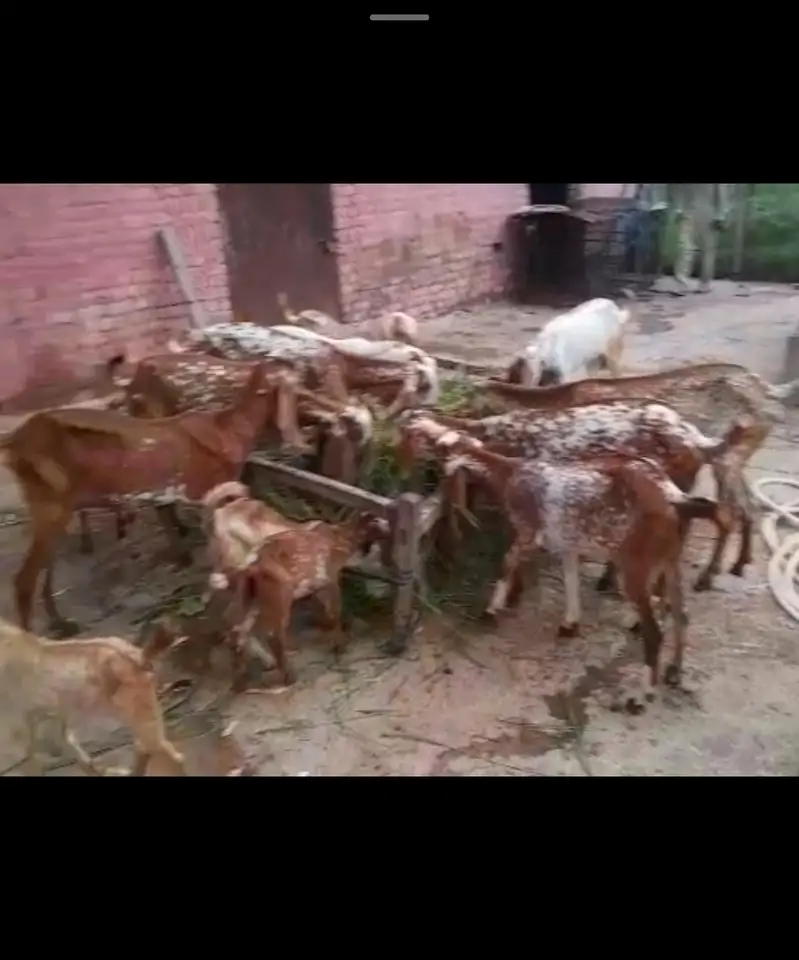 Goats for sale — photo 3