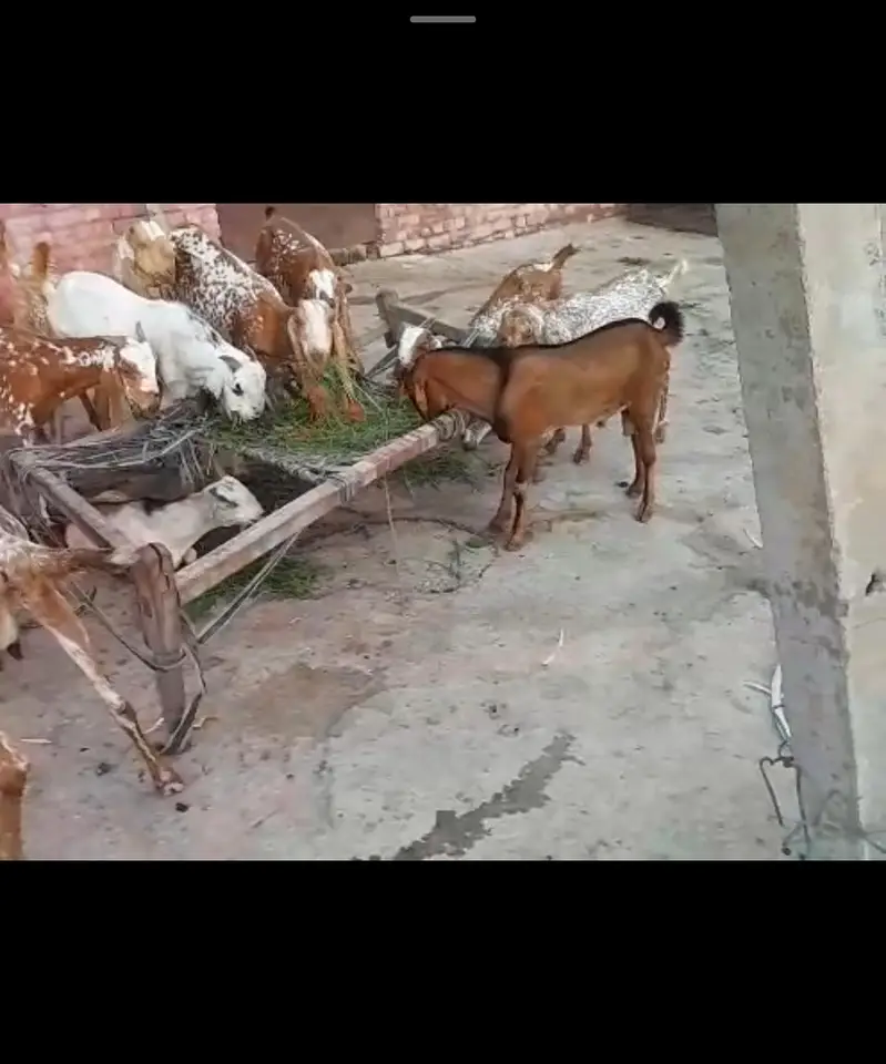 Goats for sale — photo 4