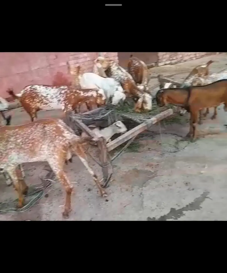 Goats for sale — photo 5