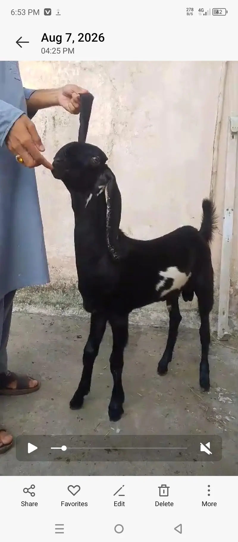 بریڈر کی الٹی بچہ فار سیل