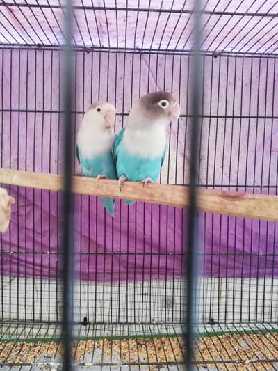 lovebird 110% breeder pair
