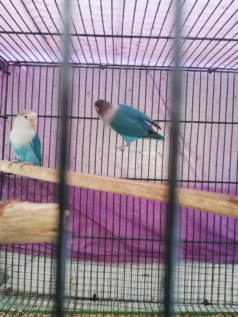 lovebird 110% breeder pair — photo 2