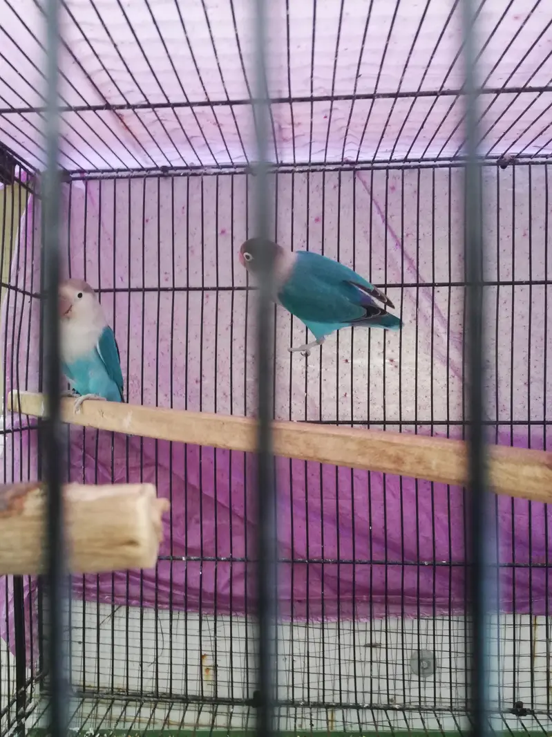 lovebird 110% breeder pair — photo 3