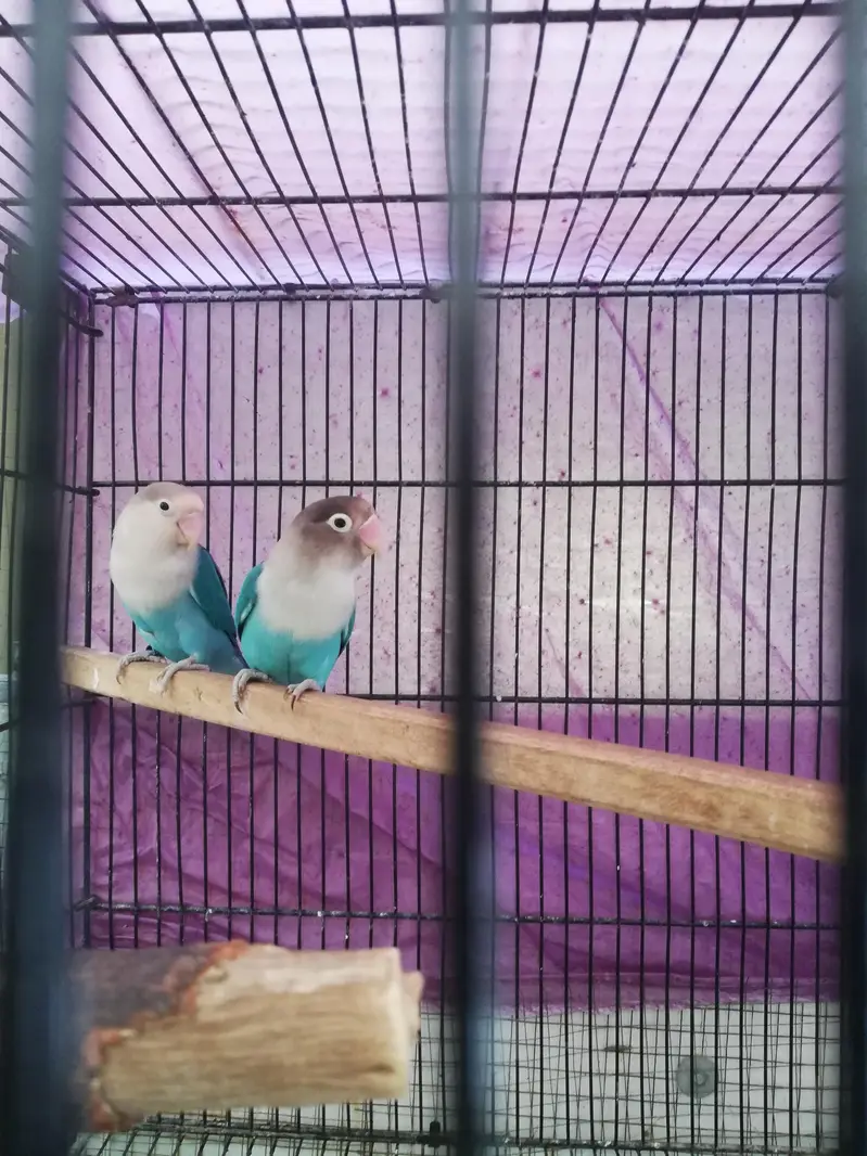 lovebird 110% breeder pair — photo 4