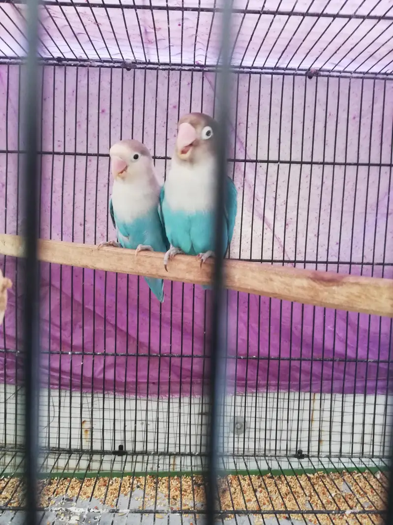 lovebird 110% breeder pair — photo 5