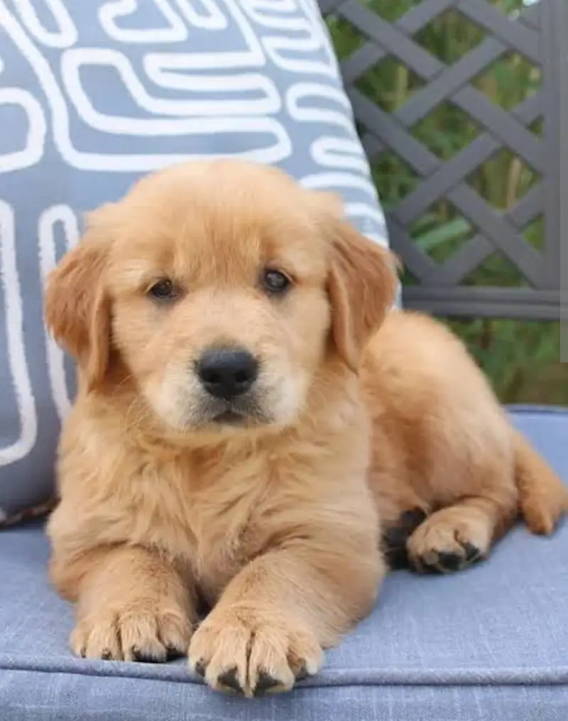 Golden retriever puppies/shihtzu puppies