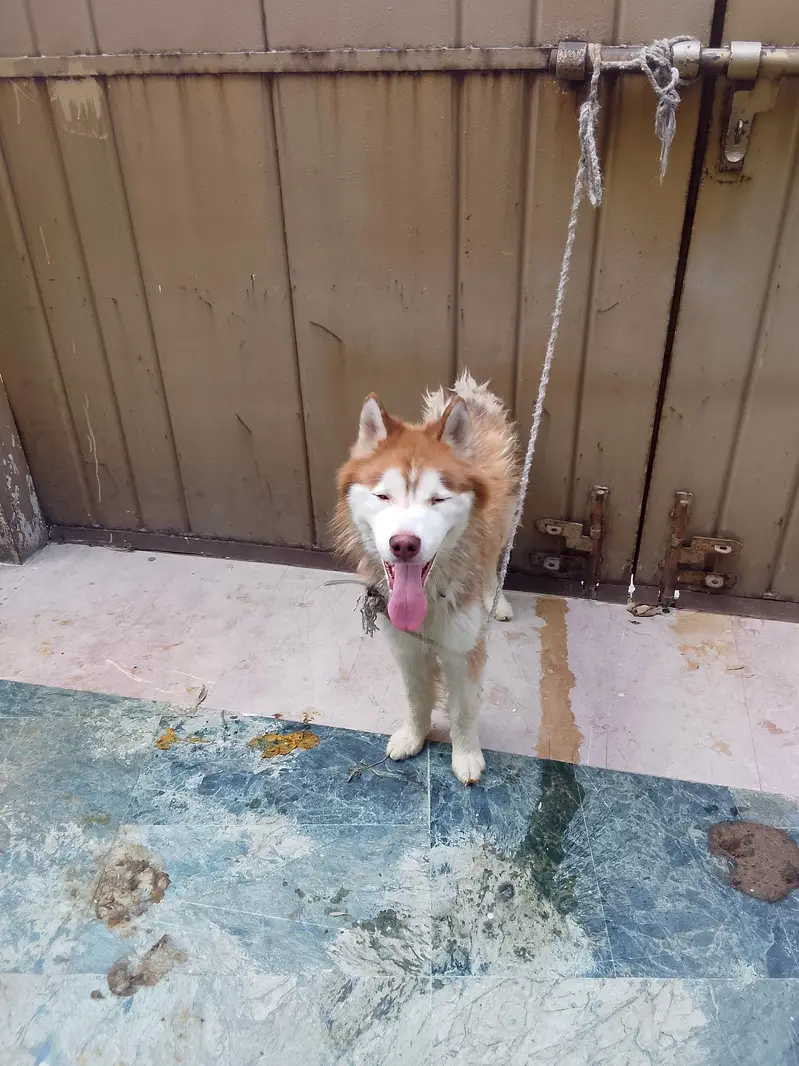 husky breed