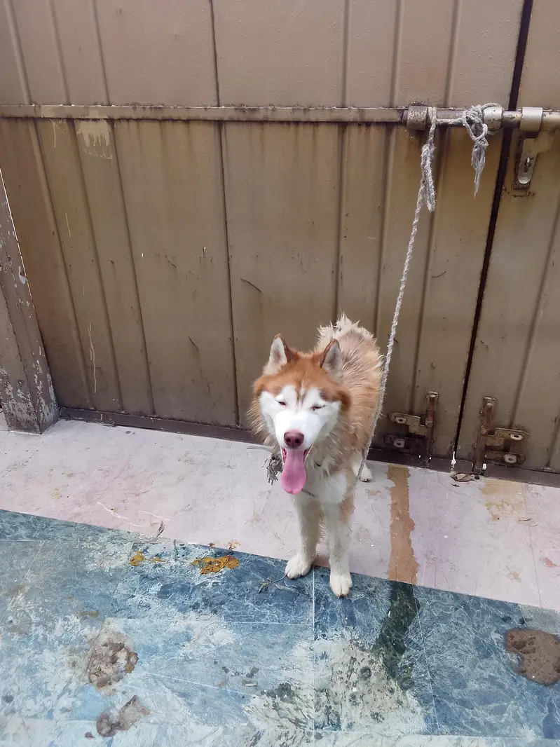 husky breed — photo 2