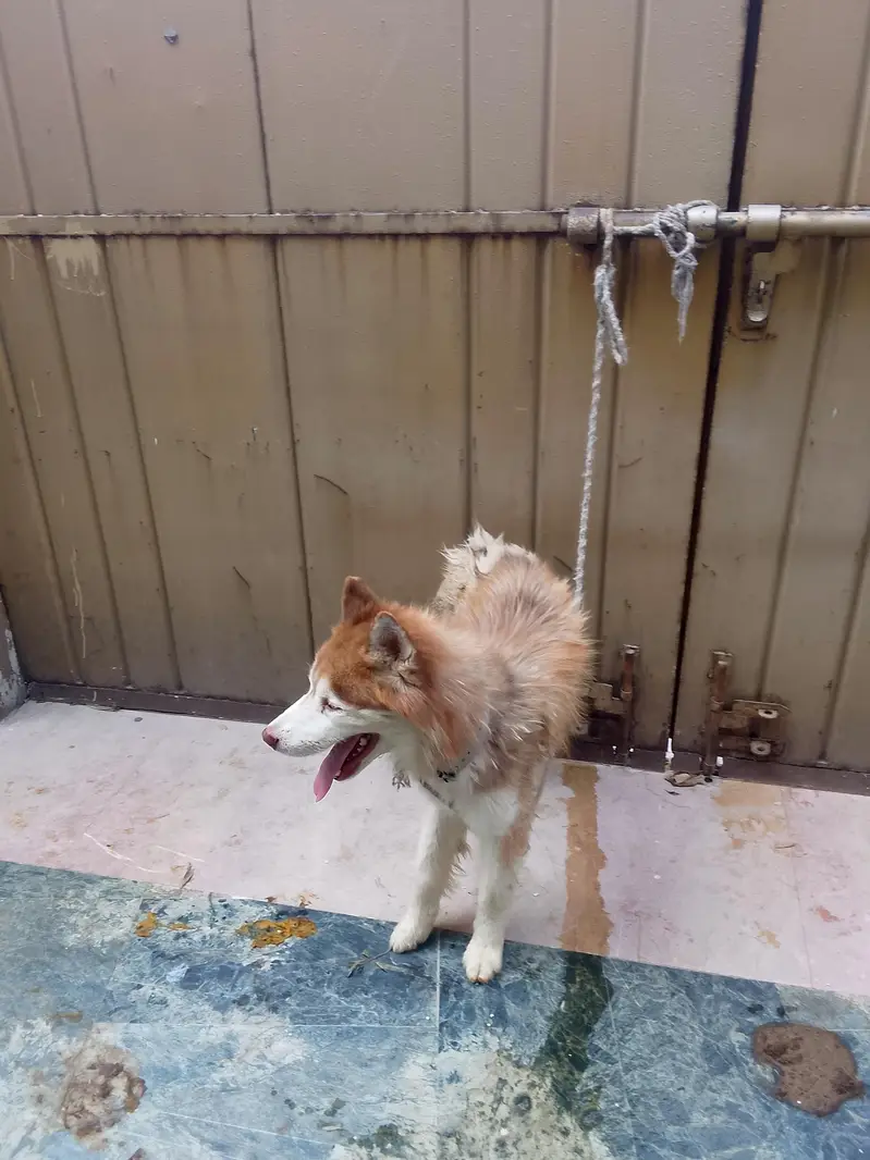 husky breed — photo 3