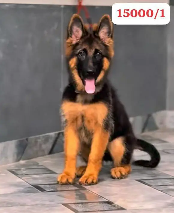 German Shepherd long coat puppies for sale my WhatsApp 03484362527