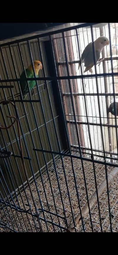 palefellow love bird breader pair exchange possible