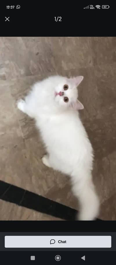 white Persian female cat for sale
