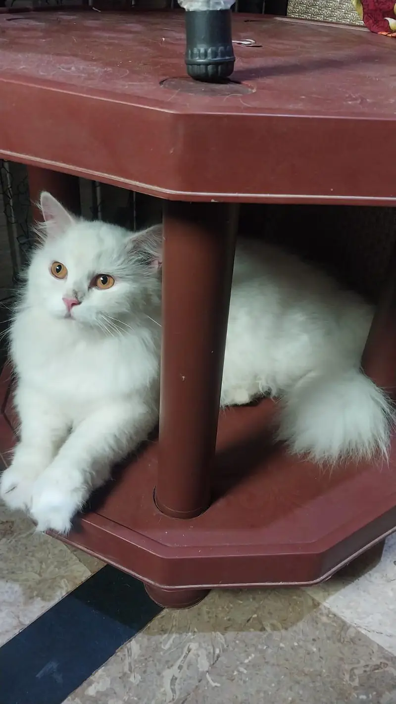 white Persian female cat for sale — photo 2