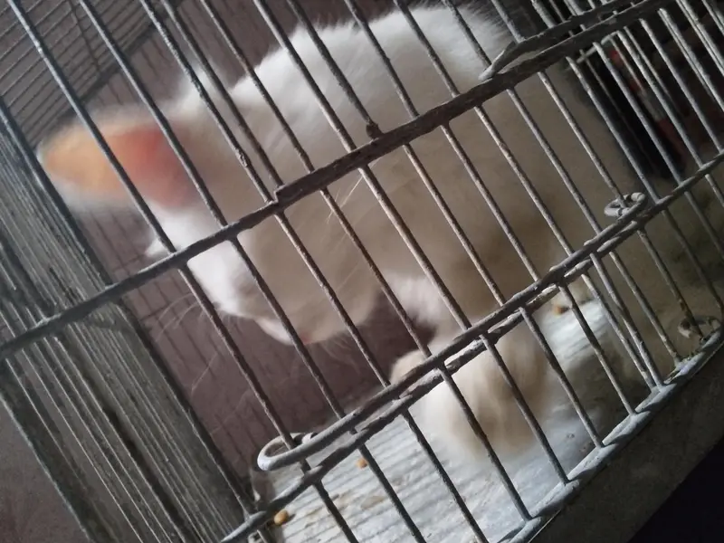 cute cat — photo 2