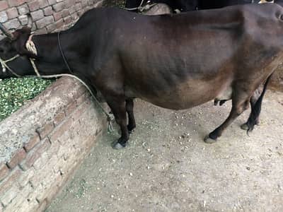 Cow for sale