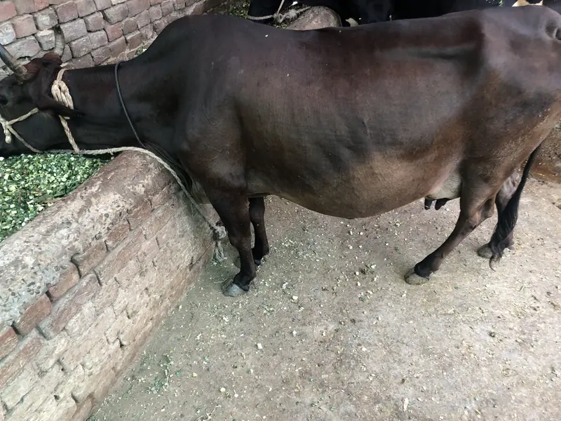 Cow for sale