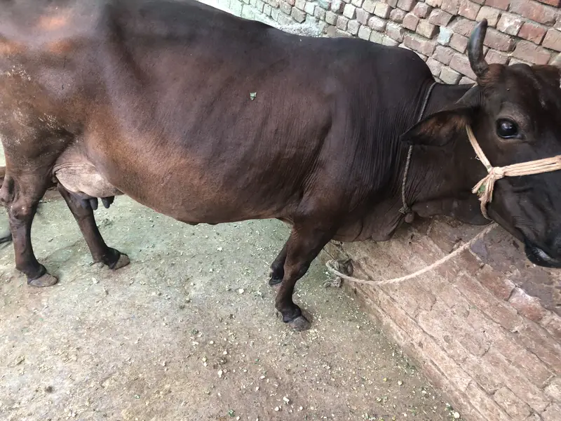 Cow for sale — photo 2